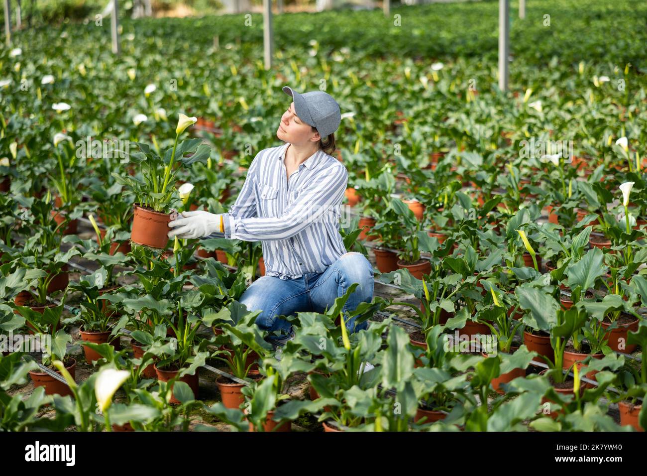 Eine Farmarbeiterin, die sich um Blumencallas im Gewächshaus kümmert Stockfoto