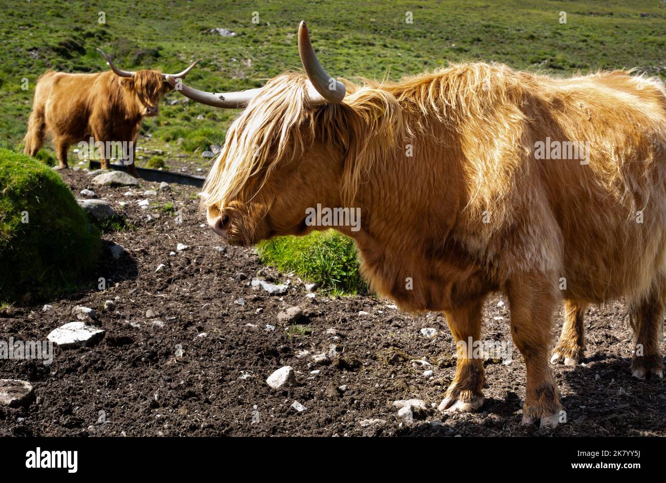 Highland Cow auf der Isle of Skye. Hochlandrinder Stockfoto