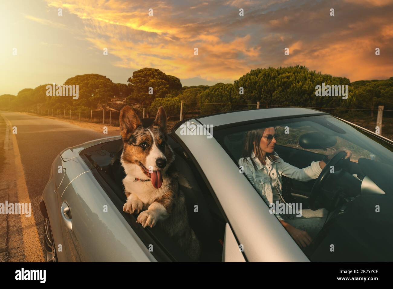 Hund und Besitzer reiten im Cabrio bei Sonnenuntergang. Glücklicher Hund, der reist und das Leben genießt. Stockfoto