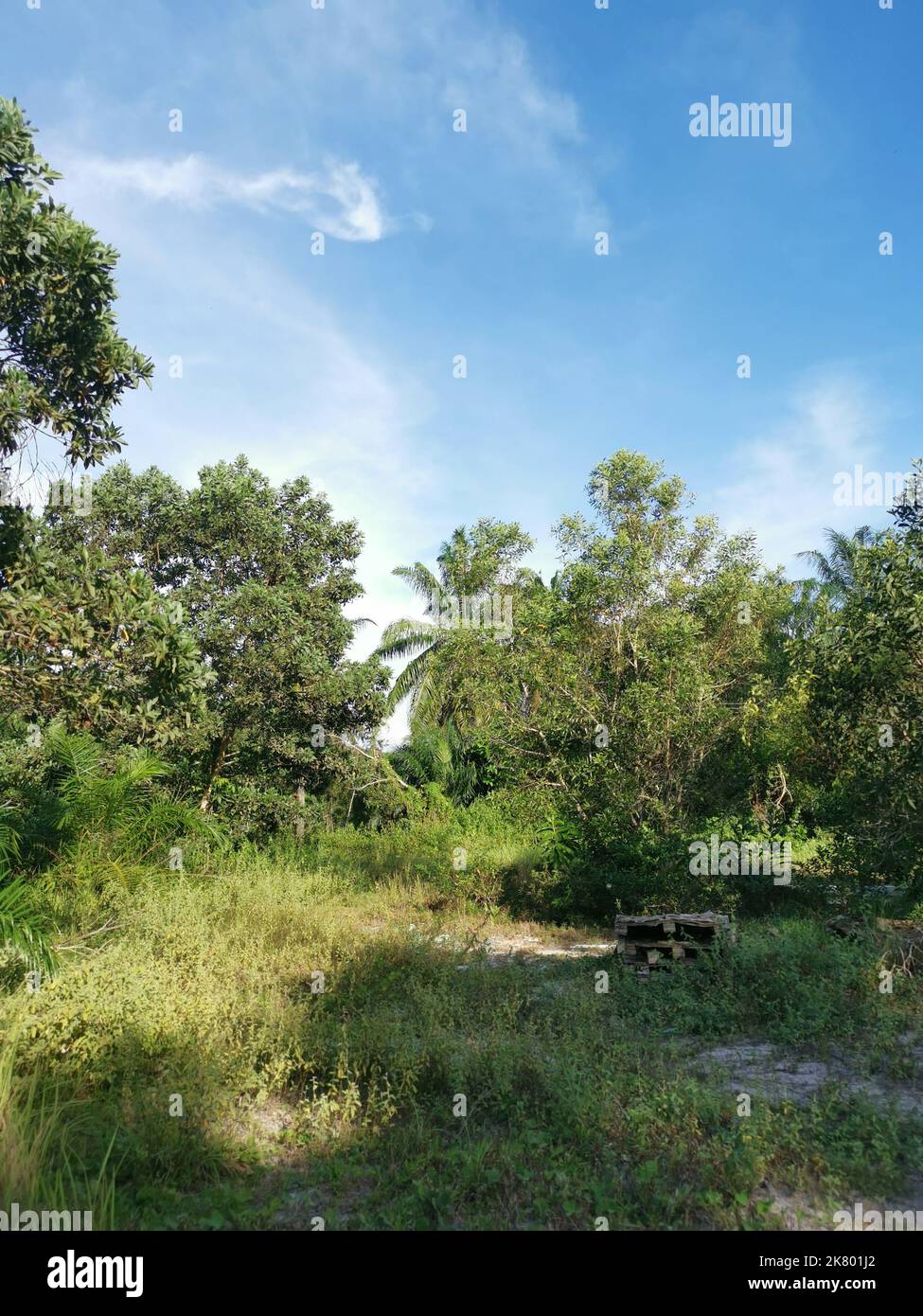 Wilde grüne Vegetation auf dem unbebauten Land. Stockfoto