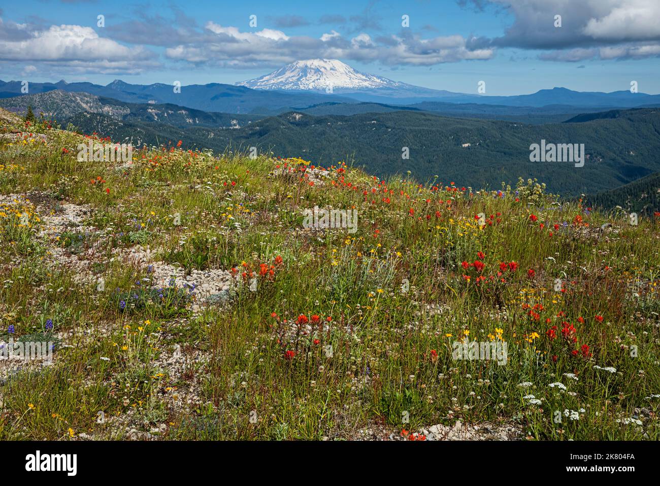 WA22448-00...WASHINGTON - Wildblumen blühen entlang von Trail 207 mit Mount Adams in der Ferne; Mount St. Helens National Volcanic Monument. Stockfoto