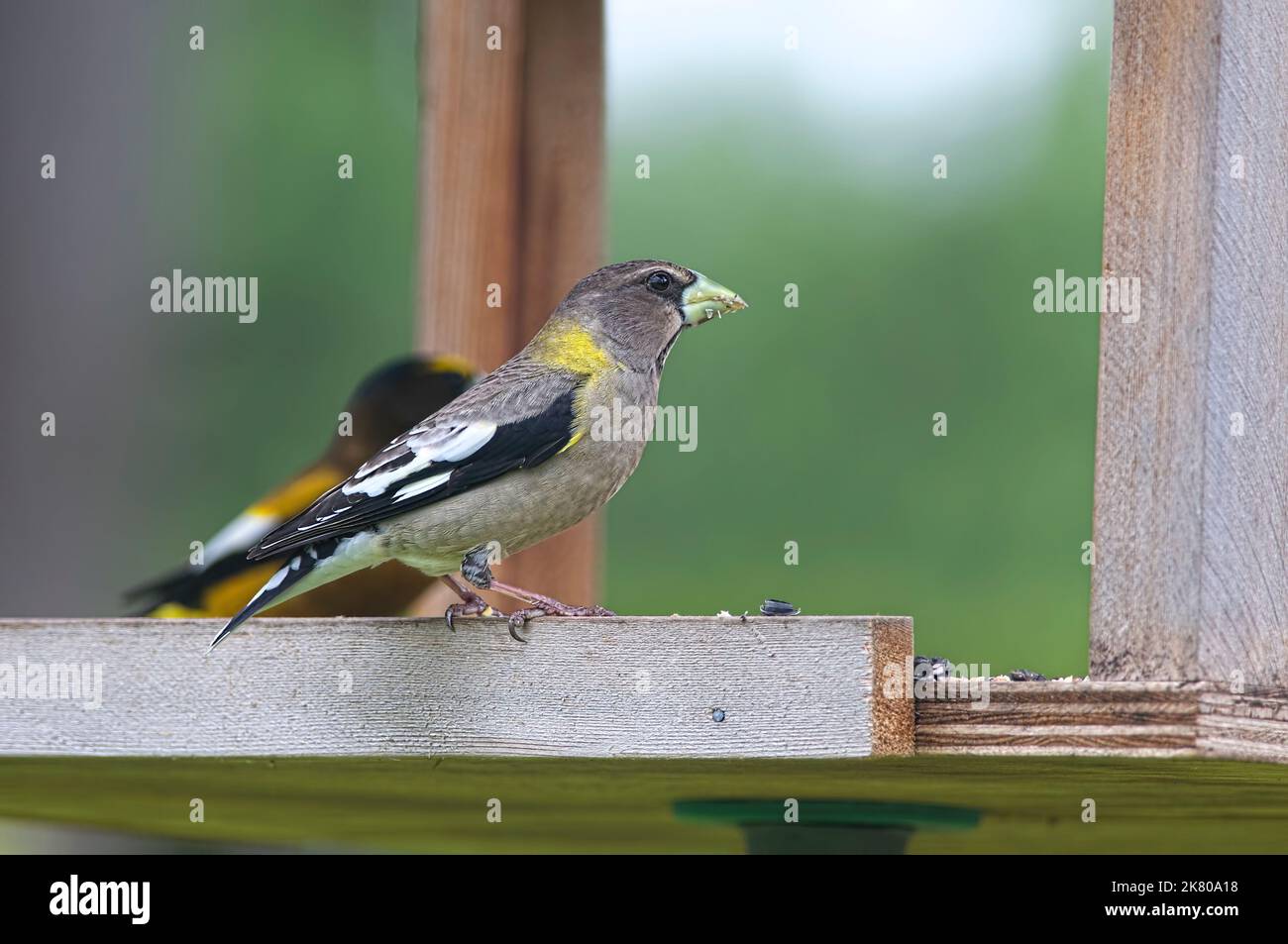 Evening Grosbeak - Weibchen (Coccothraustes vespertinus) auf einem Vogelfutterhäuschen. Stockfoto