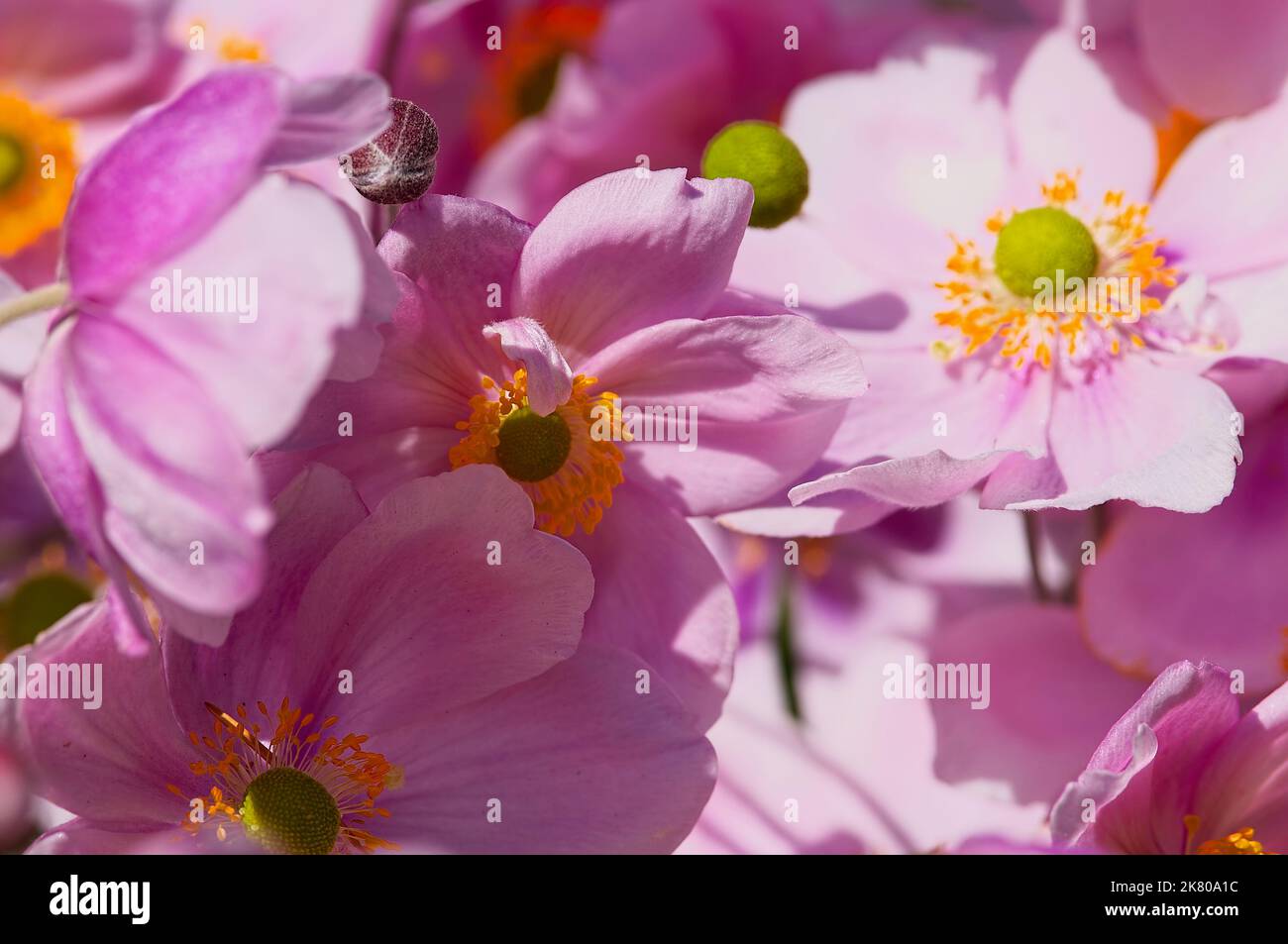 Japanische Anemonblüten (Anemone hupehensis) Stockfoto
