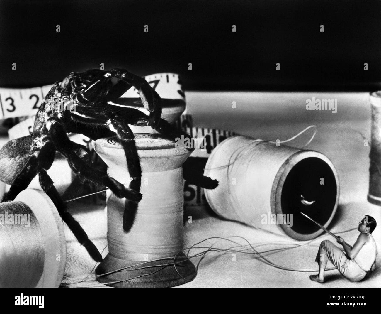 Tarantula & Grant Williams Film The Incredible Shrinking man (1957) Regie: Jack Arnold 22. Februar 1957 **WARNUNG** dieses Foto ist nur für redaktionelle Zwecke bestimmt und unterliegt dem Urheberrecht der UI und/oder des Fotografen, der von der Film or Production Company beauftragt wurde und darf nur durch Veröffentlichungen in Verbindung mit der Werbung für den oben genannten Film reproduziert werden. Eine obligatorische Gutschrift für UI ist erforderlich. Der Fotograf sollte ebenfalls angerechnet werden, wenn er bekannt ist. Ohne schriftliche Genehmigung der Film Company kann keine kommerzielle Nutzung gewährt werden. Stockfoto
