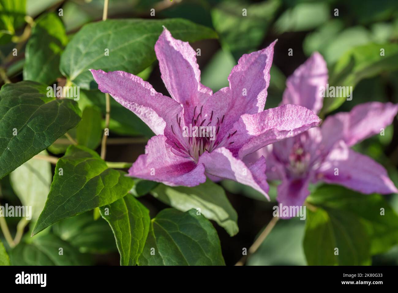 „Hagley Hybrid“-Gruppe mit großer Blüte, klematis (Clematis Hybrid) Stockfoto