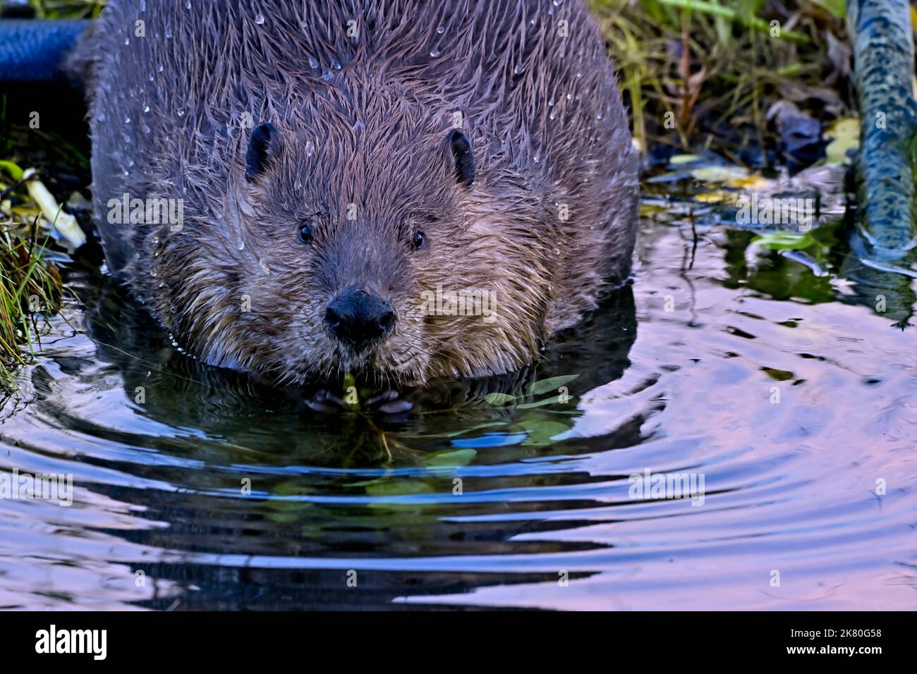 Ein wilder Biber „Castor canadensis“, der sich im flachen Wasser seines Biberteiches im ländlichen Alberta, Kanada, ernährt. Stockfoto