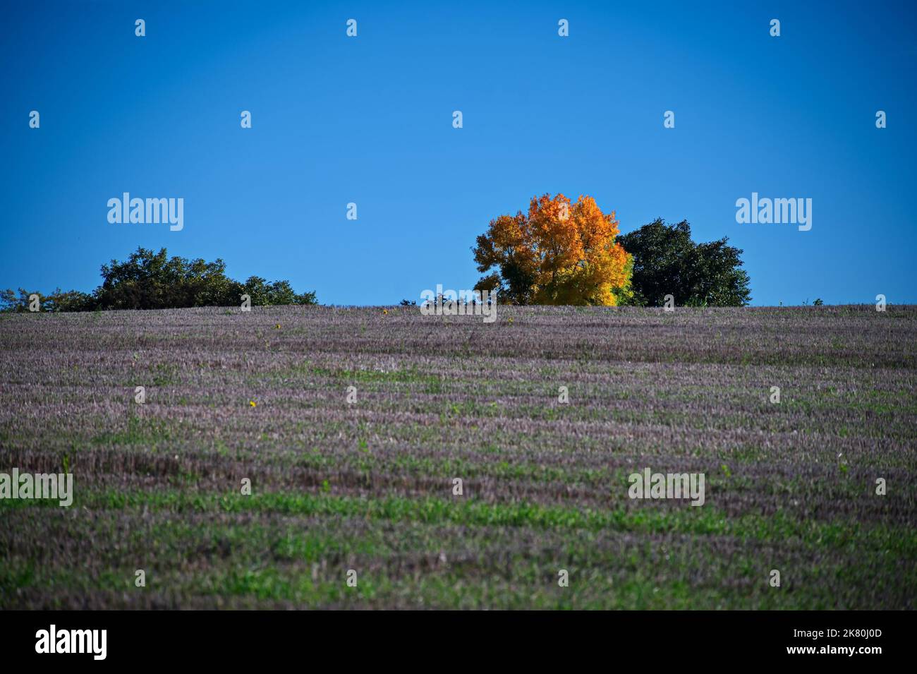 Landschaftlich schöner Blick auf die Bäume in herbstlichen Farben über das Feld Stockfoto