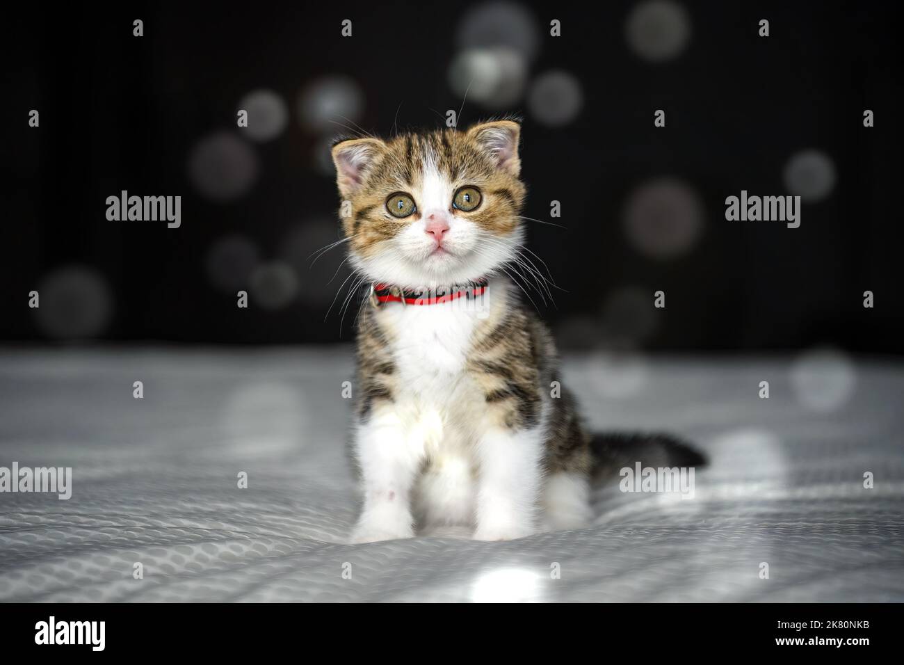 Gestreiftes Kätzchen, das auf einem mit weißem Tuch bedeckten Bett sitzt. Schwarzer Hintergrund mit Bokeh, tricolor gestreifte schottische Falte Katze, reines Blut, schön und c Stockfoto