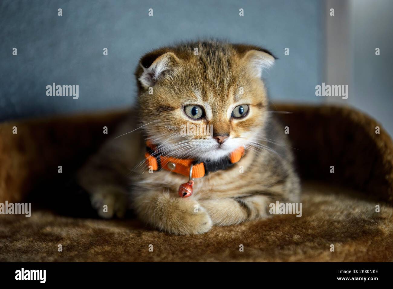 Orange schottische Kätzchen mit orangefarbenem Kragen, blutpur, schön und niedlich. Sitzend auf dem Bett für die Katze mit weichem, dunkelbraunem Fell gepolstert. f Stockfoto