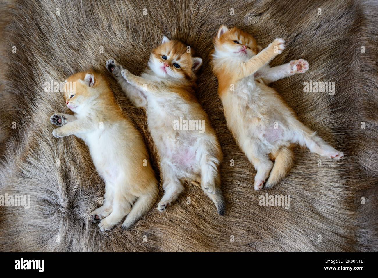Mehrere Kätzchen lagen auf ihren Mägen auf einem braunen Wollteppich, oben und aus der Nähe. Britische Kurzhaar-Katze, golden, reinrassig, ruhender Kater Stockfoto