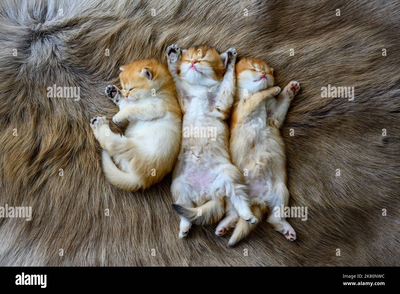 Mehrere Kätzchen lagen auf ihren Mägen auf einem braunen Wollteppich, oben und aus der Nähe. Britische Kurzhaar-Katze, golden, reinrassig, ruhender Kater Stockfoto