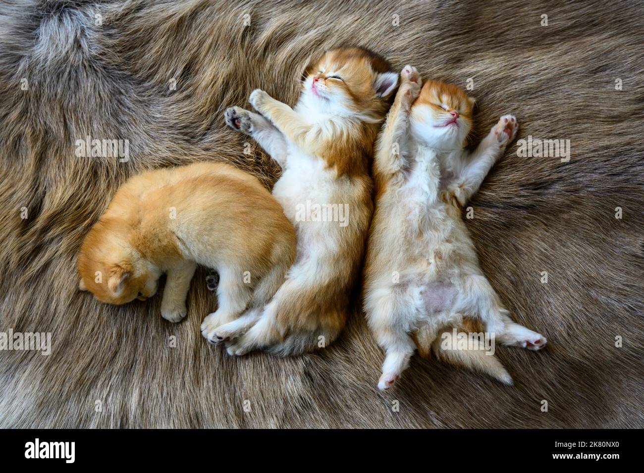 Mehrere Kätzchen lagen auf ihren Mägen auf einem braunen Wollteppich, oben und aus der Nähe. Britische Kurzhaar-Katze, golden, reinrassig, ruhender Kater Stockfoto