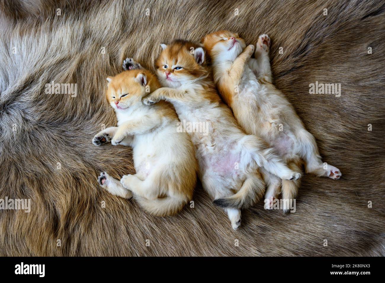 Mehrere Kätzchen lagen auf ihren Mägen auf einem braunen Wollteppich, oben und aus der Nähe. Britische Kurzhaar-Katze, golden, reinrassig, ruhender Kater Stockfoto