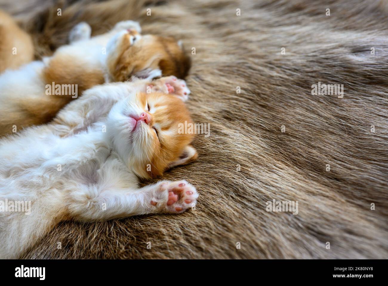 Mehrere Kätzchen lagen auf ihren Mägen auf einem braunen Wollteppich, oben und aus der Nähe. Britische Kurzhaar-Katze, golden, reinrassig, ruhender Kater Stockfoto