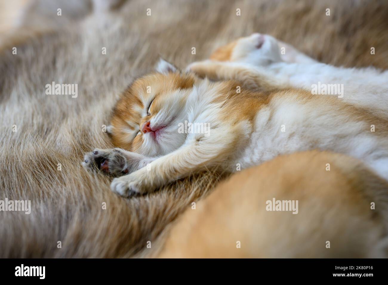 Kleines Kätzchen, das auf einem braunen Fellteppich schläft, goldene britische Kurzhaar-Katze, purer Stammbaum. Schön und niedlich. Schlaf gut auf den flauschigen Teppichen, top und Stockfoto