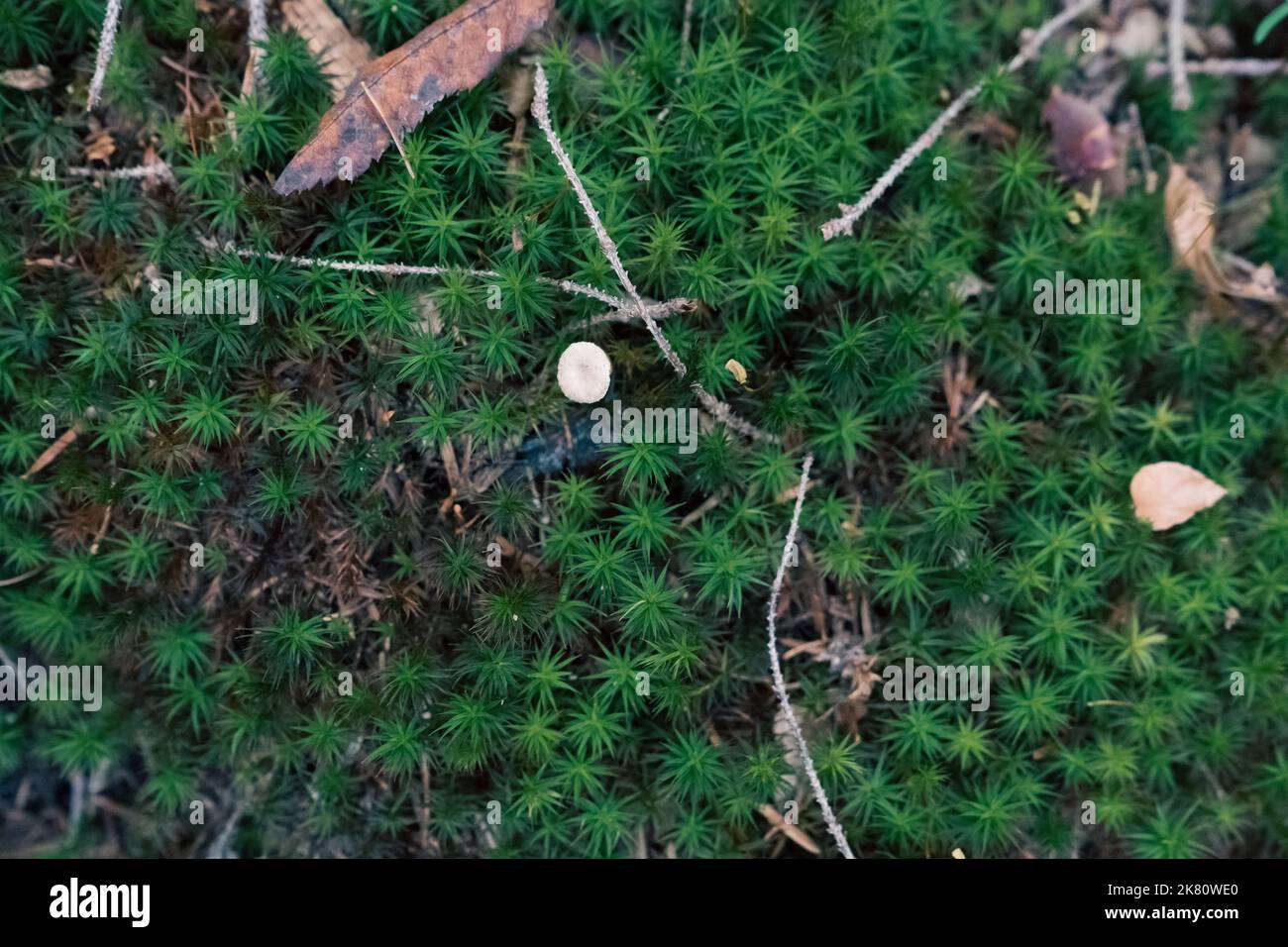 Grüner botanischer Wald Hintergrund. Waldmuster. Stockfoto