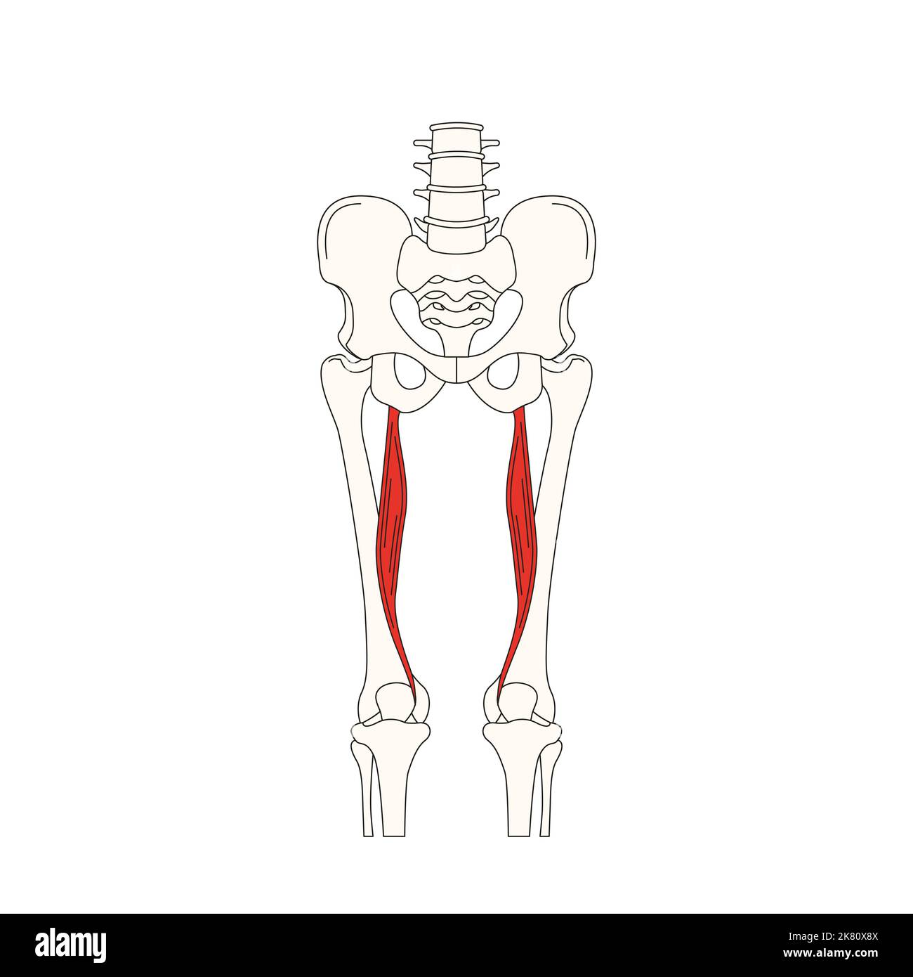 Menschliche Anatomie drawing semitendinosus Musculus Stockfoto