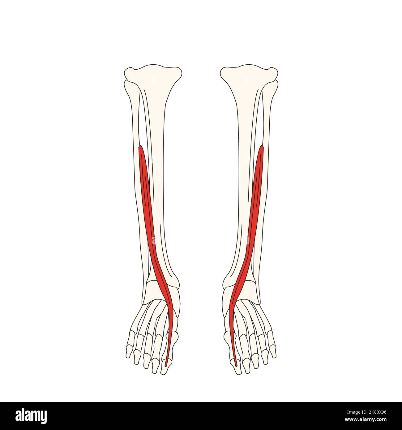 Menschliche Anatomie drawing muscle extensor hallucis longus Stockfoto