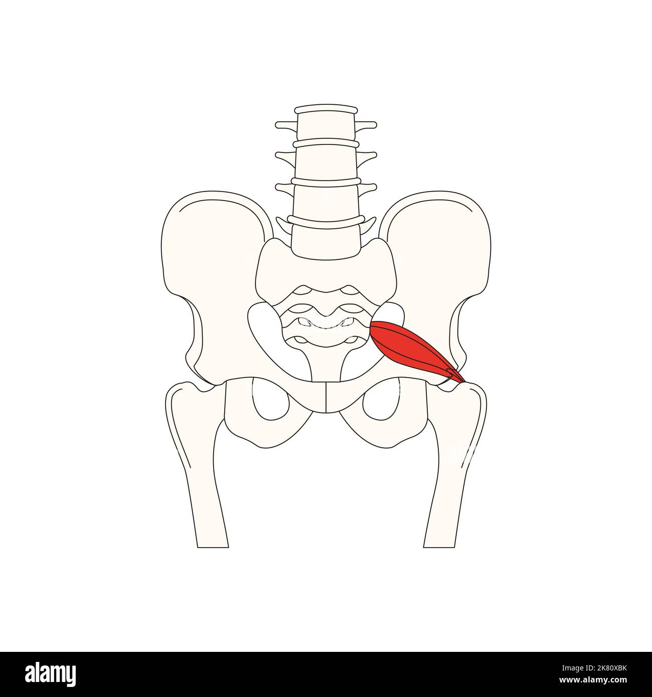 Menschliche Anatomie drawing muscle piriformis Stockfoto