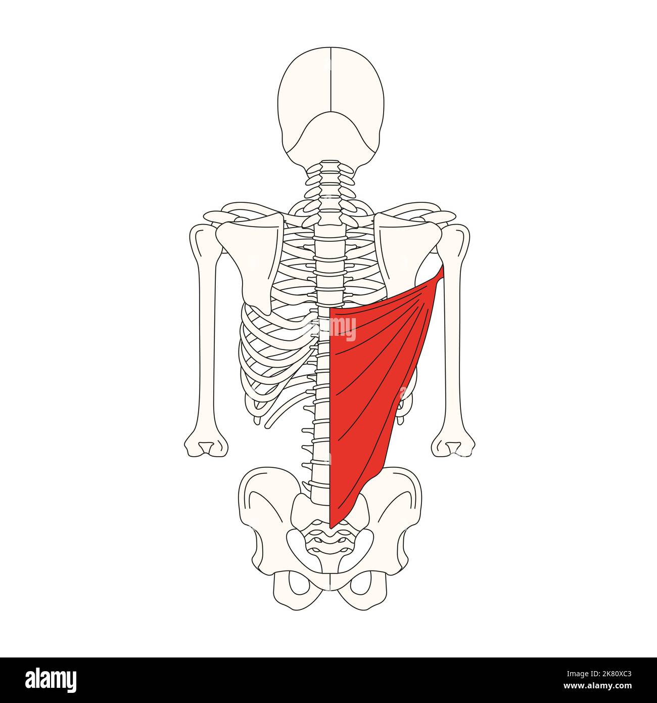 Menschliche Anatomie drawing latissimus dorsi muscle Stockfotografie