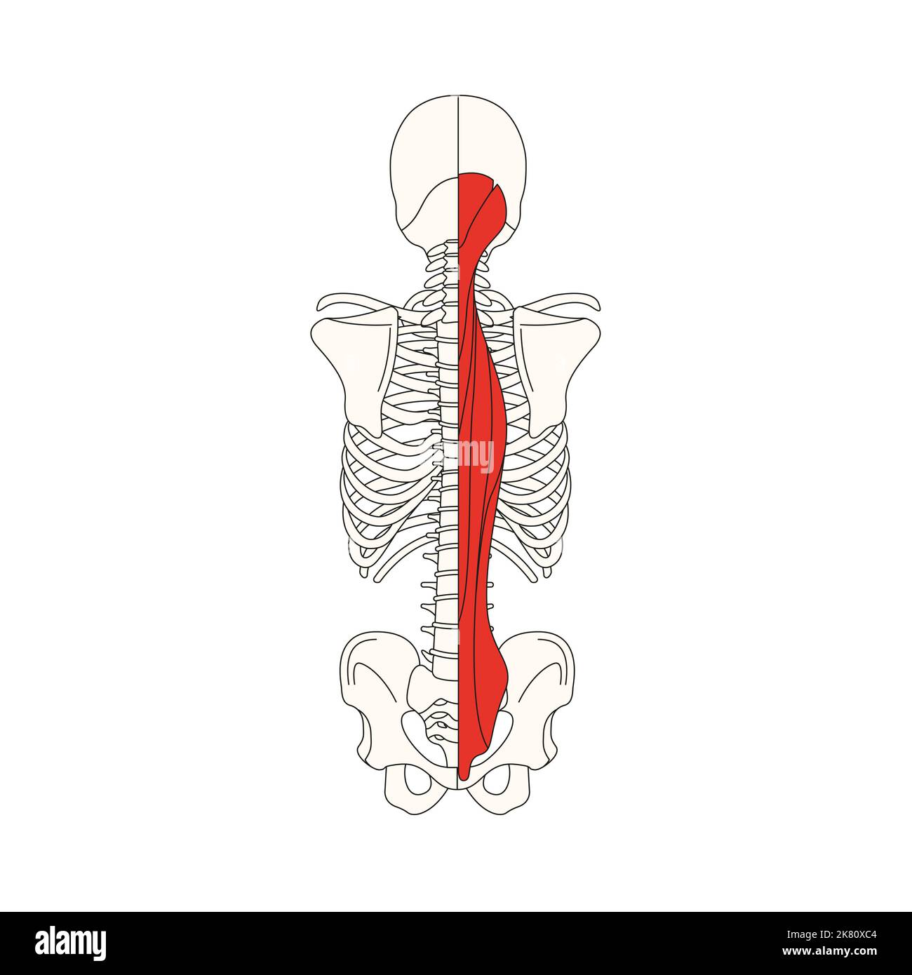 Menschliche Anatomie drawing Erector spinae muscle Stockfoto