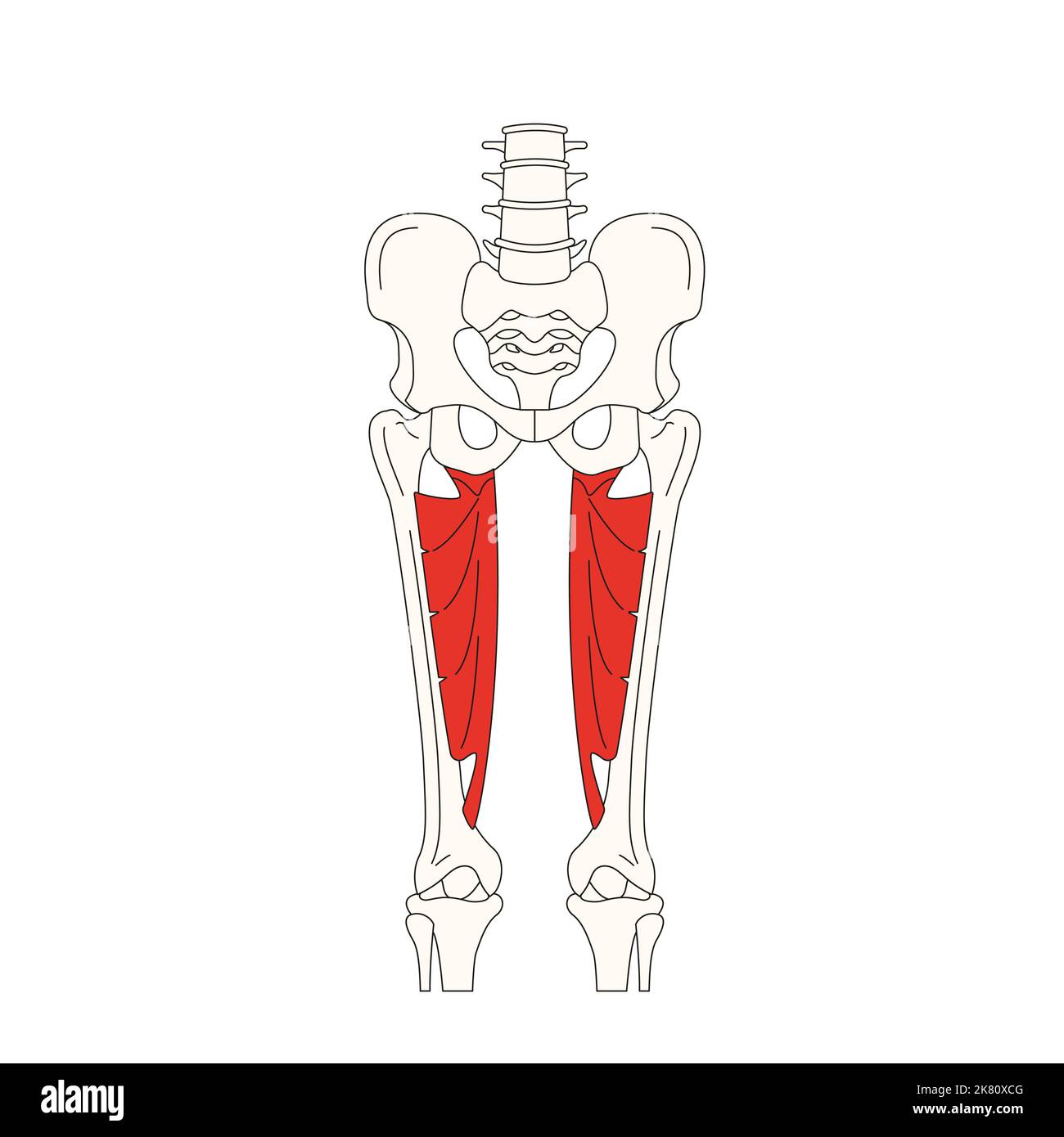 Menschliche Anatomie, Muskel drawing adductor Stockfotografie Alamy