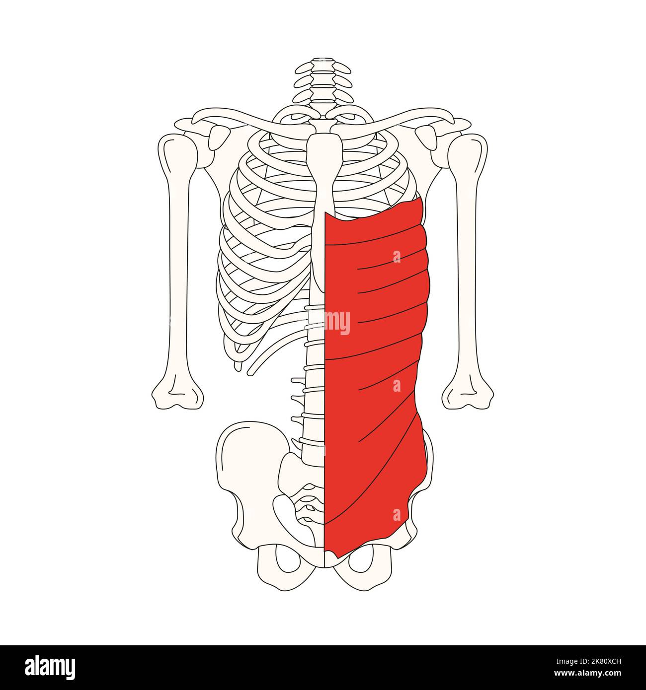 Menschliche Anatomie drawing muscle obliquus externus abdominis