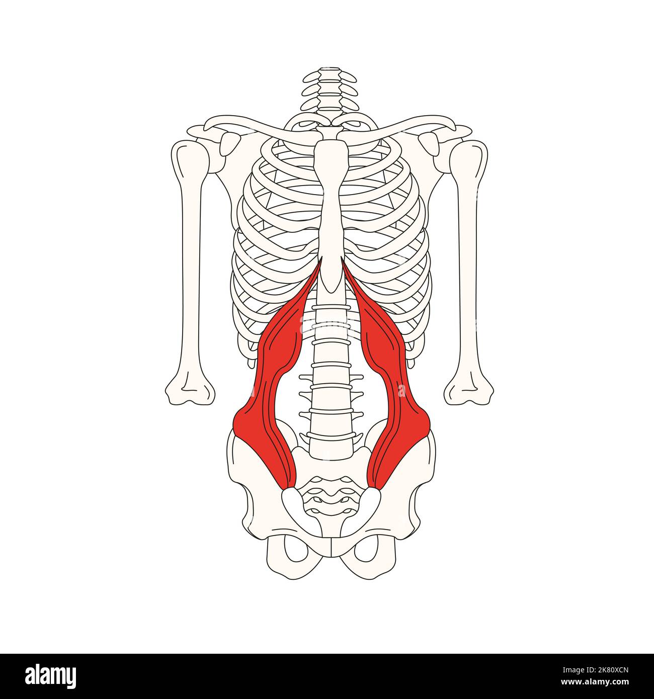 Menschliche Anatomie drawing muscle transversus abdominis