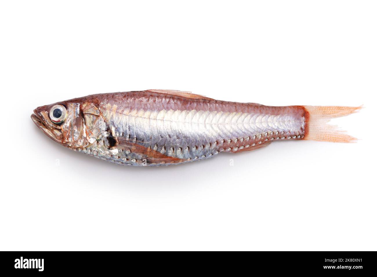 Köstliche Tiefseefische, die noch nicht berühmt sind (Neoscopelus microchir Matsubara)isoliert auf weißem Hintergrund Stockfoto