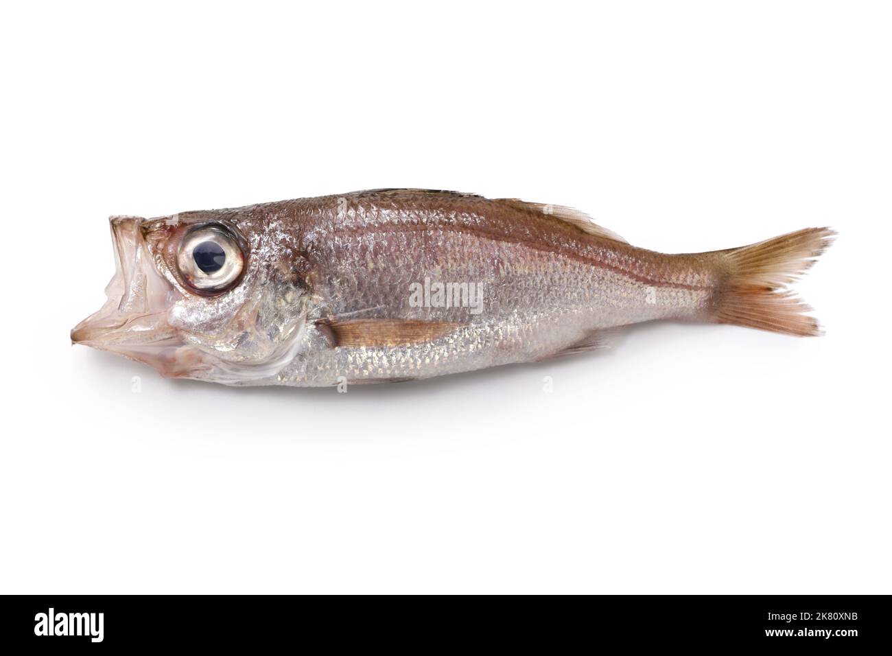 Köstliche Tiefseefische, die noch nicht berühmt sind (silbergrauer Seesaperch), isoliert auf weißem Hintergrund Stockfoto