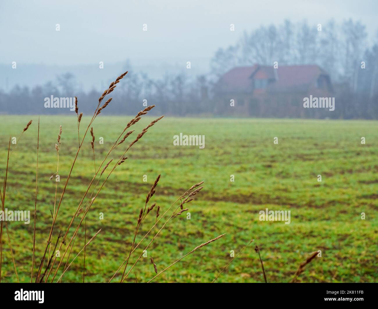 Verschwommenes Landhaus in einem Dorf, das allein an einem neblig trüben Wintertag steht, konzentrieren Sie sich auf einen Vordergrund auf einem trockenen Gras Stockfoto