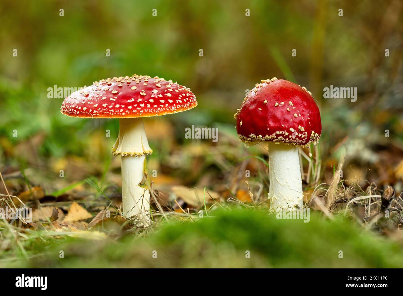 Fliegenpilz, Amanita muscaria, Catbrook, Monmouthshire, Wales, VEREINIGTES KÖNIGREICH Stockfoto