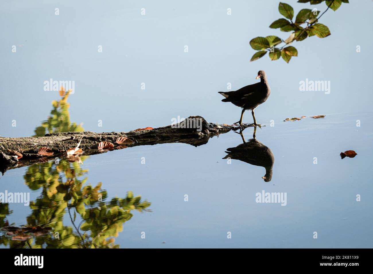 Frankreich, Lyon, 2022-10-19. Ein Moorhuhn, der auf einem Baumzweig auf einem See mit Reflexen auf dem Wasser läuft. Foto von Franck CHAPOLARD. Frankreich, Lyon, 20 Stockfoto