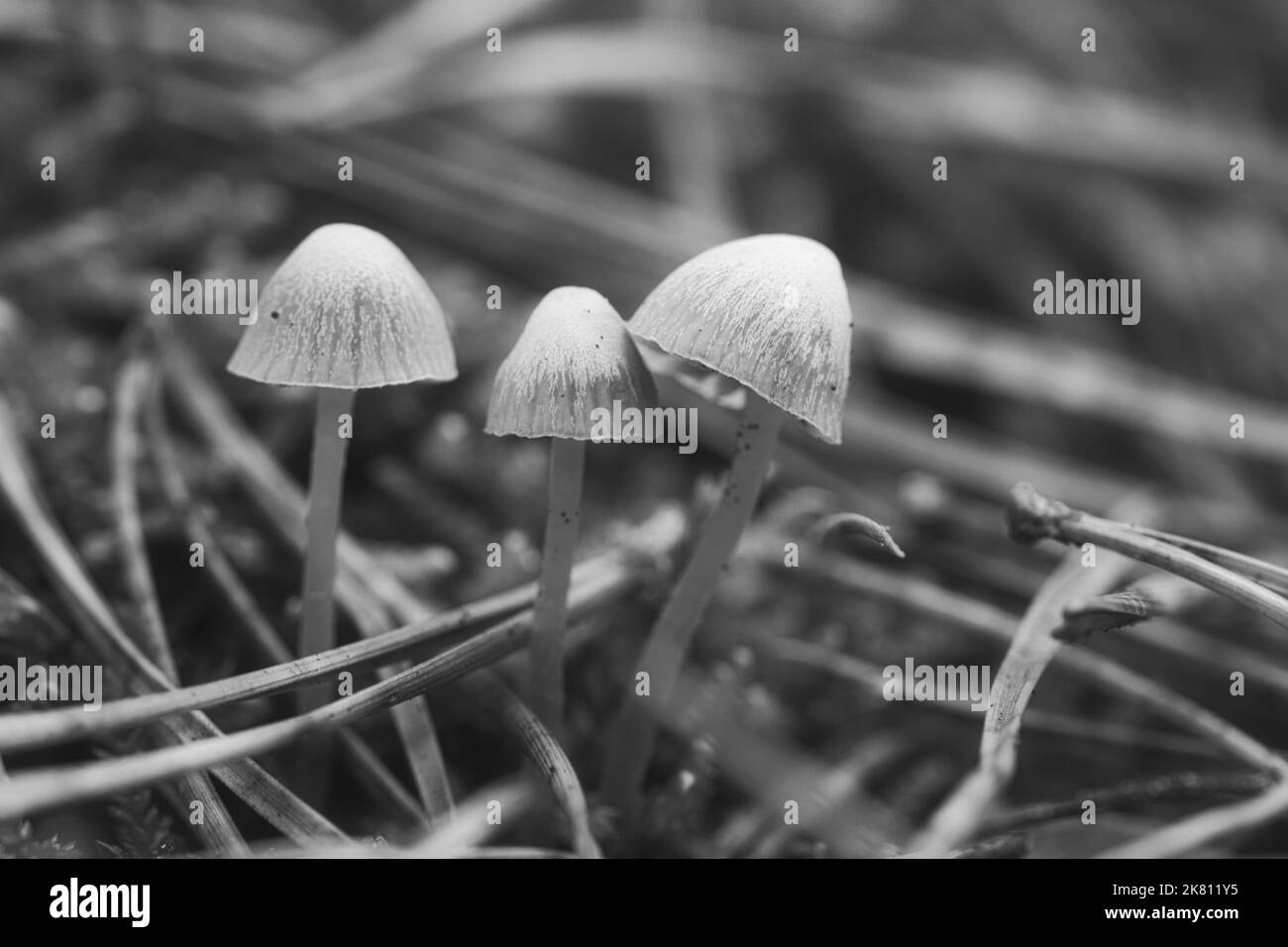 Eine Gruppe filigraner kleiner Pilze, in Schwarz und Weiß aufgenommen, auf dem Waldboden in weichem Licht. Makroaufnahme aus der Natur Stockfoto