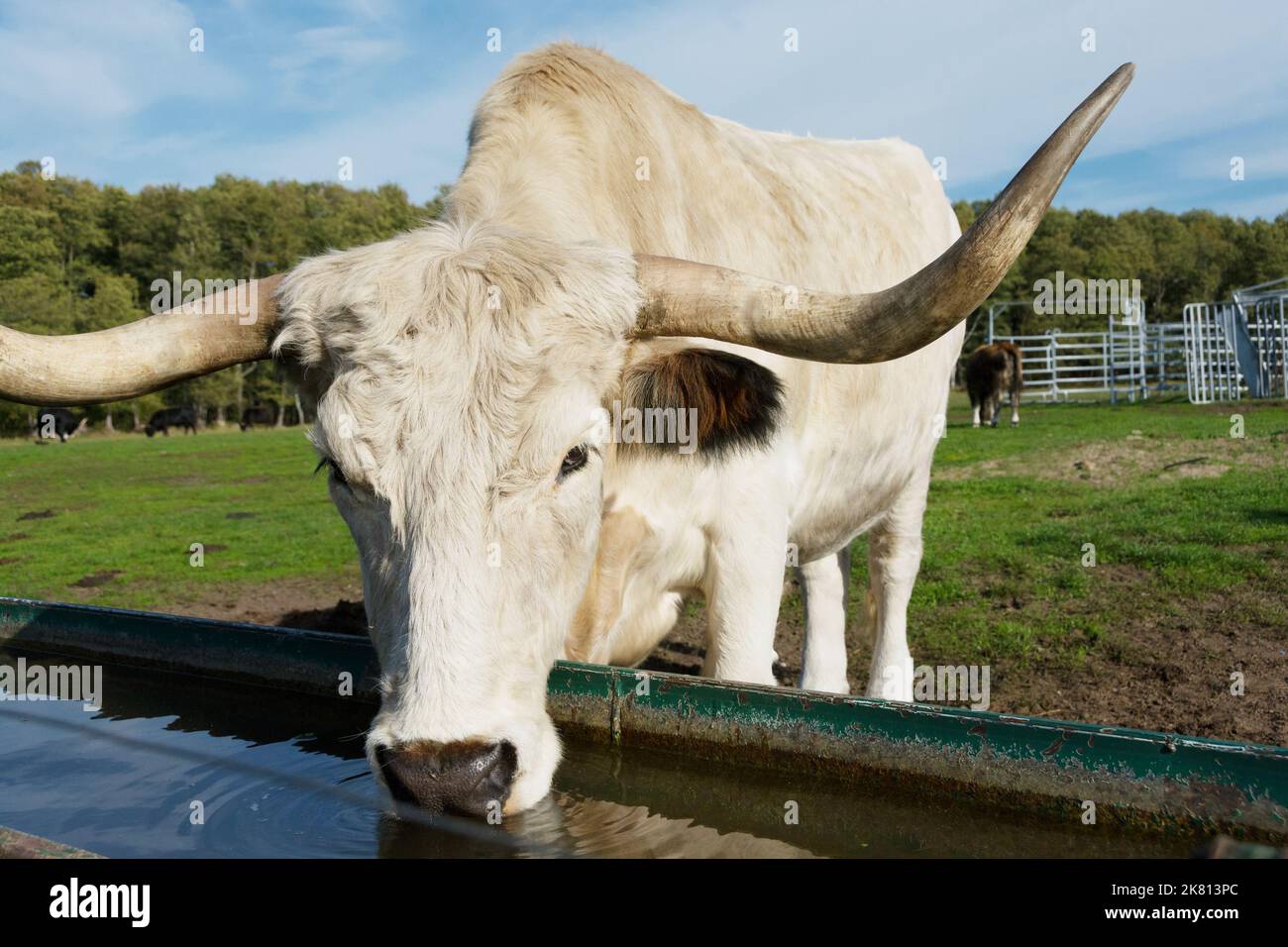 Nahaufnahme eines trinkenden Heck-Viehs Stockfoto
