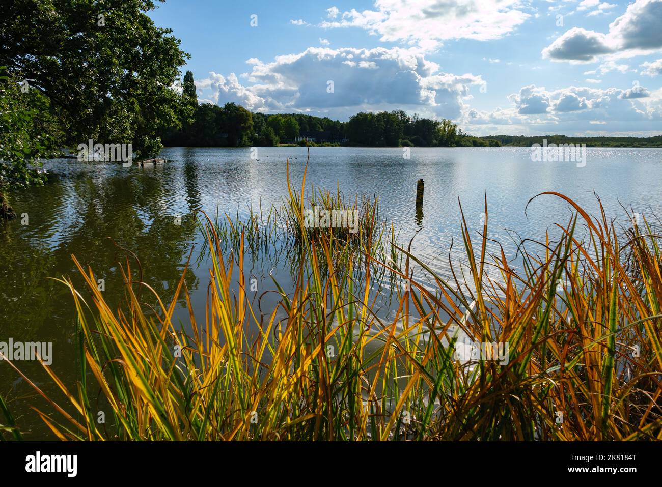 Krickenbecker sehen Deutschland an einem Herbsttag mit Schilf im Vordergrund und Reflexionen im Wasser Stockfoto