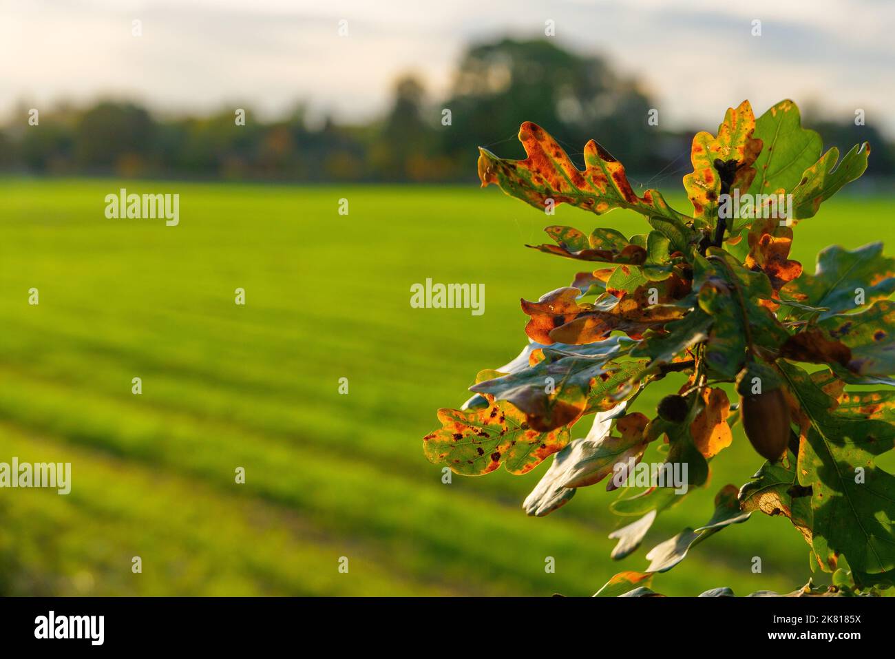 Verschwommene Wiese mit Ast und Eichenblättern im Vordergrund Stockfoto