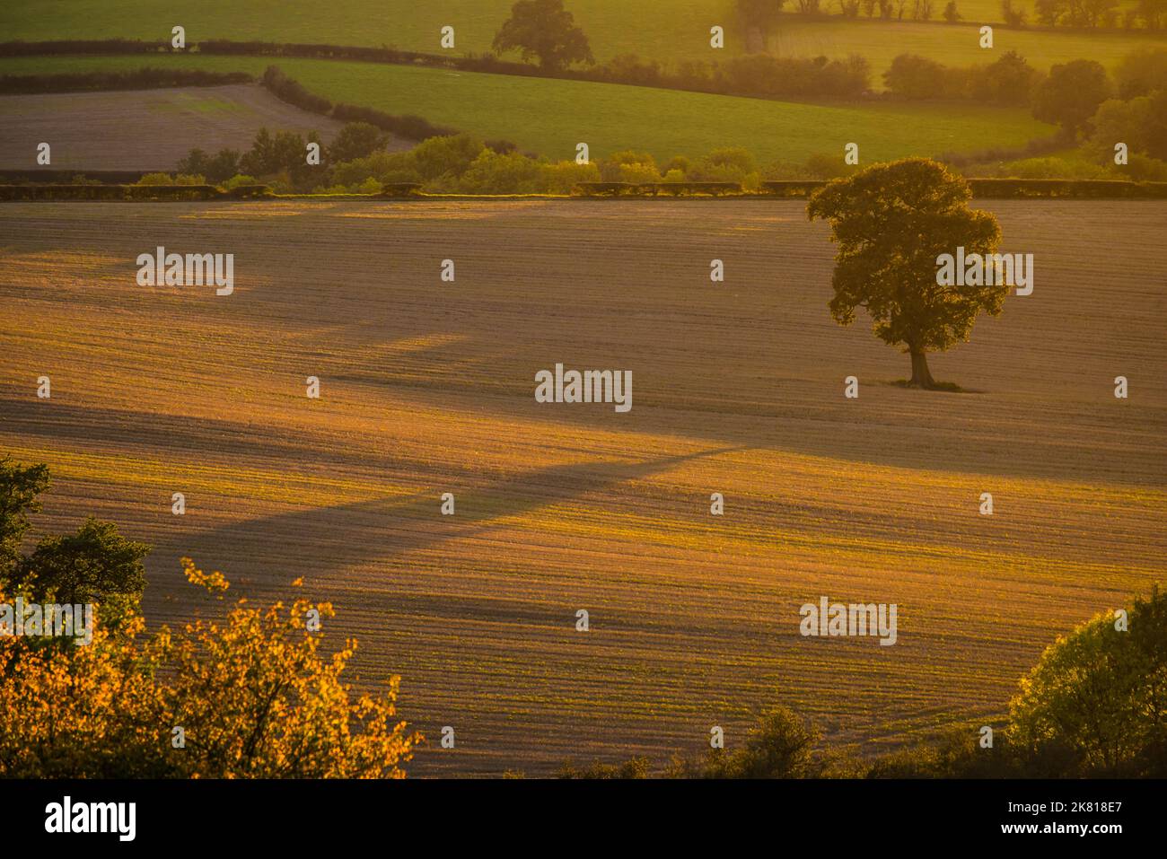 Das goldene Licht und die langen Schatten der untergehenden Sonne auf einem Feld mit einem einzigen Baum Stockfoto