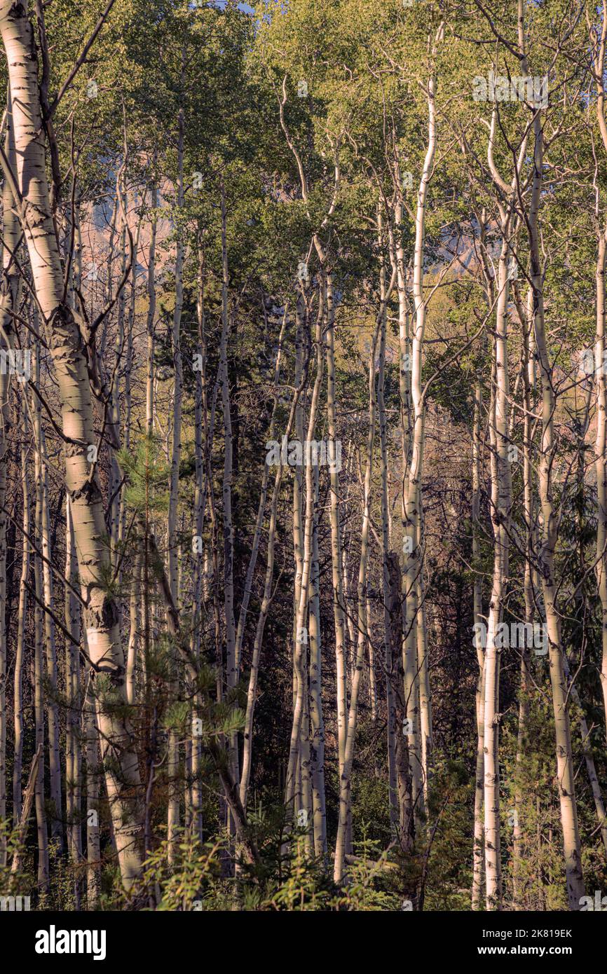 Aspen Trees in the Forest, Icefield Parkway, Kanada, mit einer Sternesonne Stockfoto