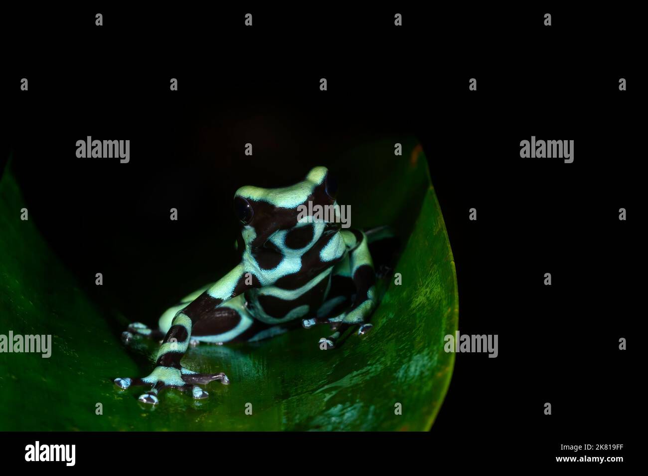Grüner und schwarzer Dart-Frosch (Dendrobates auratus) auf einem Blatt, Costa Rica. Stockfoto