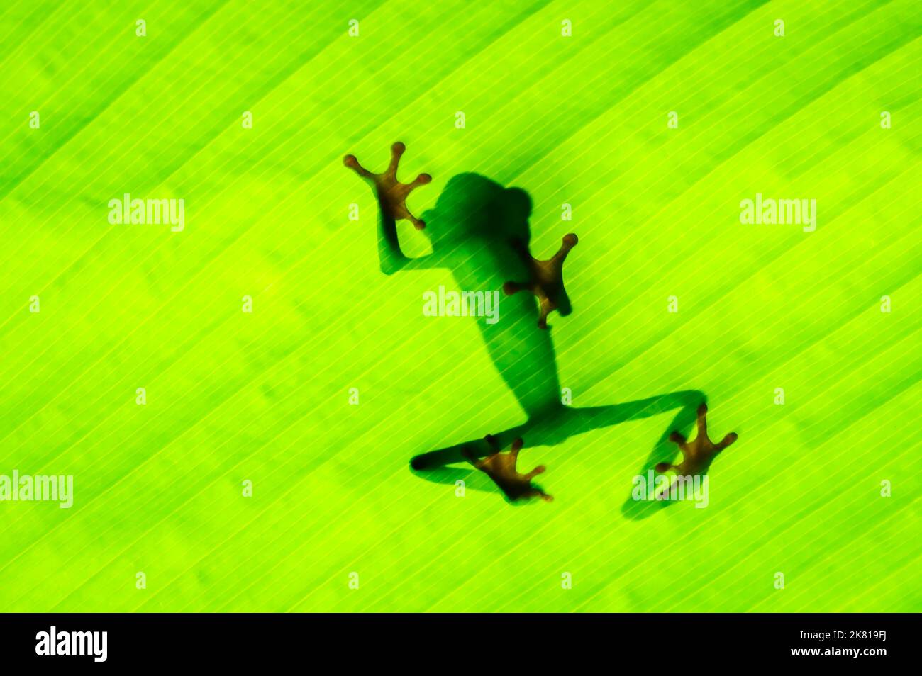 Rotaugen-Baumfrosch (Agalychnis callidyas) Schatten durch Blatt gesehen, Costa Rica. Stockfoto