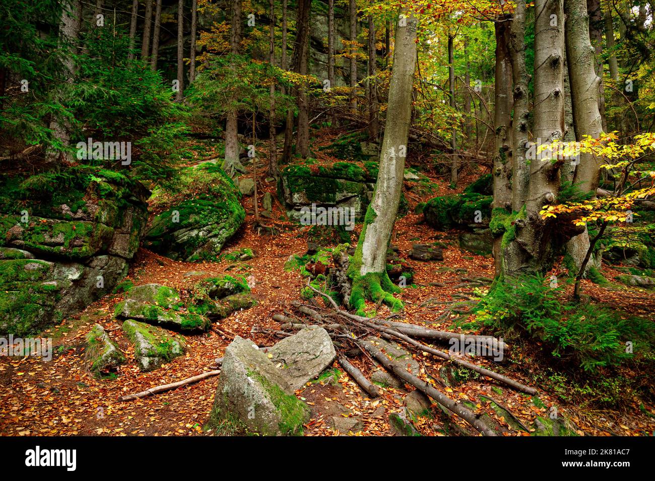Naturlandschaft. Schöne Berg wilden Wald im Herbst mit Moos bedecken Steine. Herbstlandschaft im Wald. Landschaft der Natur Stockfoto