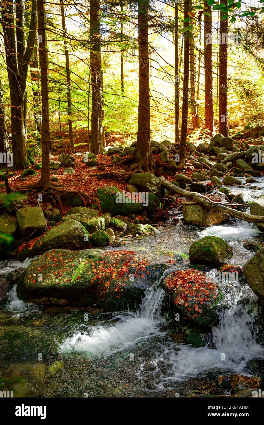 Naturlandschaft. Schöner Herbst Berg wilden Wald Fluss mit Moos bedeckt Steine. Herbstlandschaft im Wald. Landschaft der Natur Stockfoto