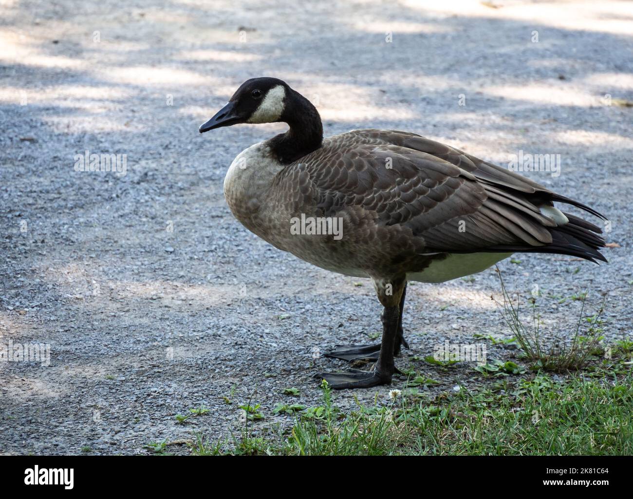 Nahaufnahme einer kanadagans, die an einem sonnigen Tag im August am Rande einer Schotterstraße steht. Stockfoto