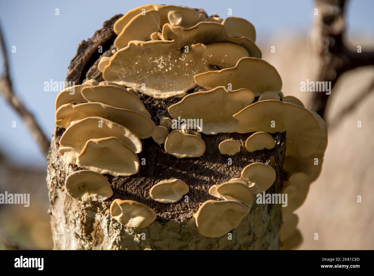 Der Blick auf die Reihen der australischen Putenschwanzpilze Trametes Versicolor, die auf einem Stumpf aus totem Holz wachsen. Cremefarben. Queensland Orchard. Stockfoto