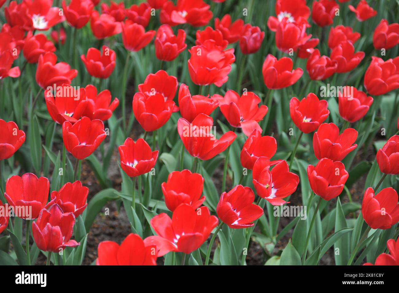 Rot mit weißen Triumph-Tulpen (Tulipa) Erdbeereis blüht im April in einem Garten Stockfoto