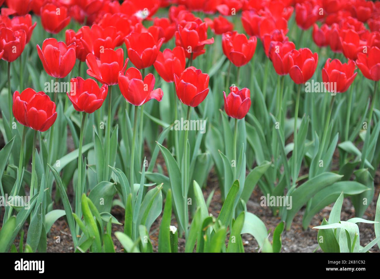 Rot mit weißen Triumph-Tulpen (Tulipa) Erdbeereis blüht im April in einem Garten Stockfoto