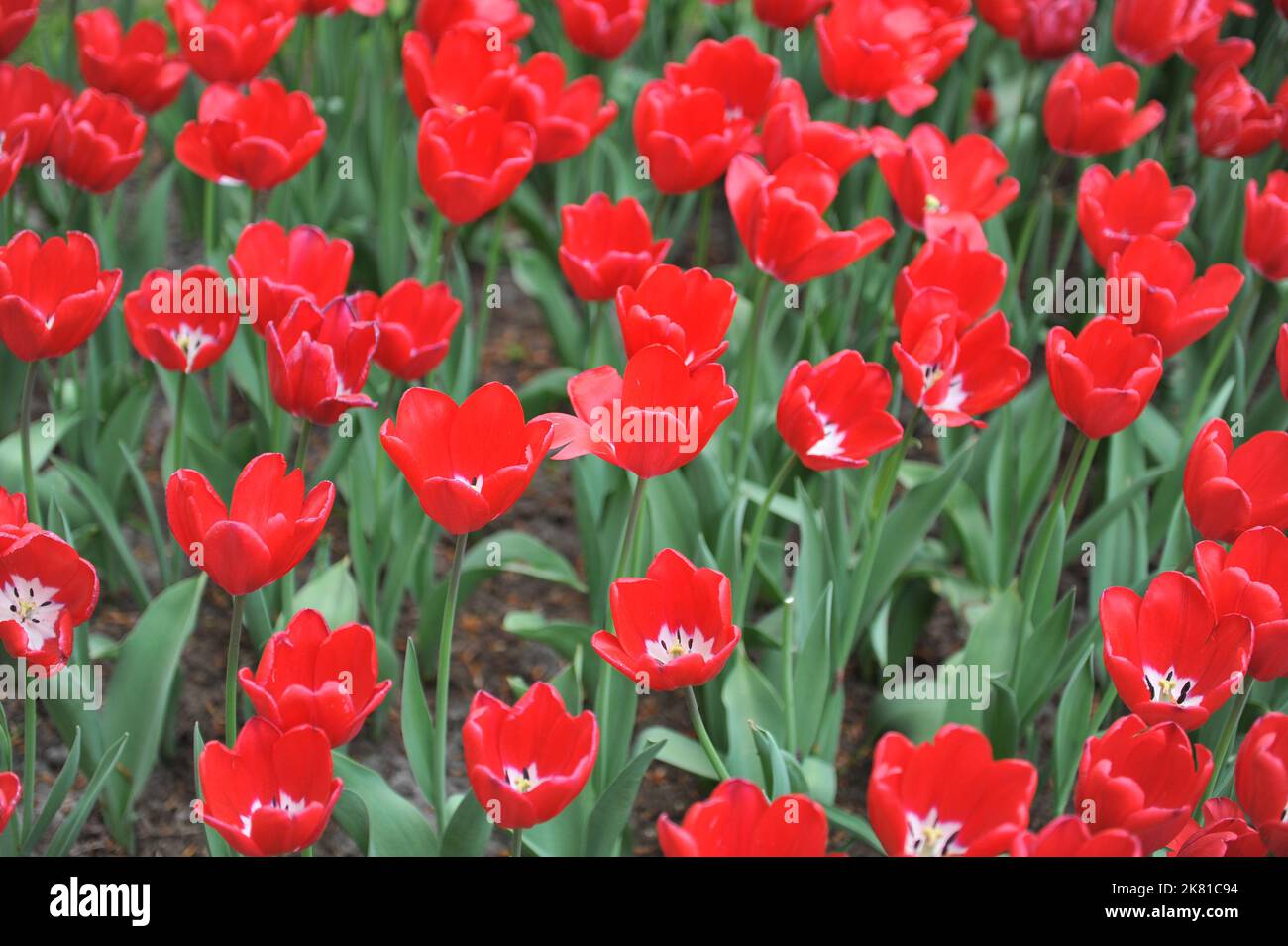 Rot mit weißen Triumph-Tulpen (Tulipa) Erdbeereis blüht im April in einem Garten Stockfoto