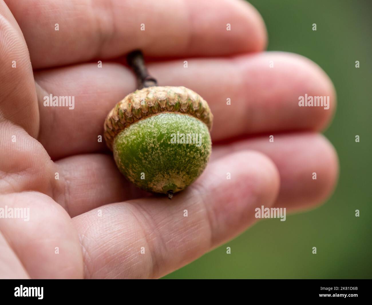 Nahaufnahme einer menschlichen Hand mit einer grünen Eichel von einer Eiche an einem warmen Tag im August mit einem verschwommenen Hintergrund. Algonquin Provincial Park, Ontario Stockfoto