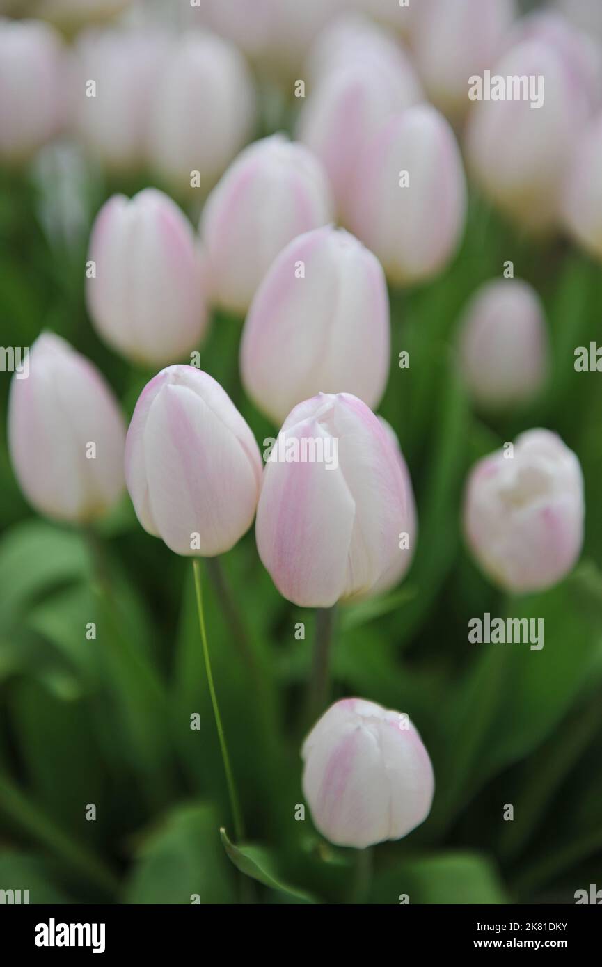 Weiße und lila Triumph Tulpen (Tulipa) Zuckerflagge blühen im April in einem Garten Stockfoto